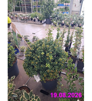 Ilex crenata 'Convexa' C 12 L
